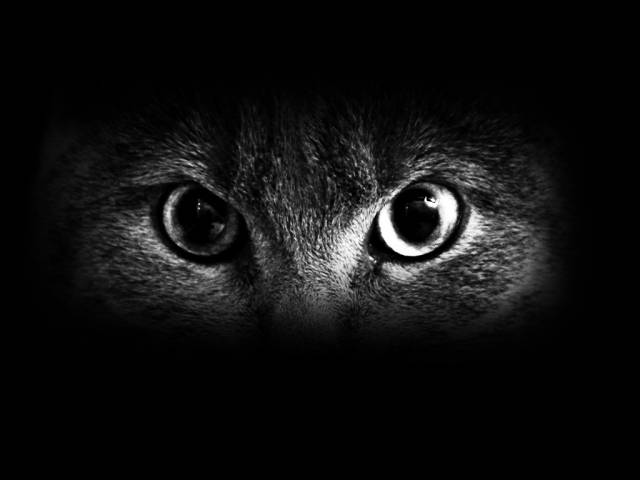 Что сделать с глазами, чтобы, как кошка, видеть в темноте? 04