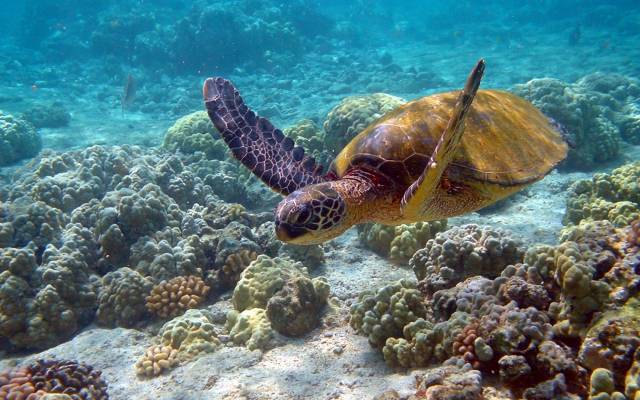 Сколько лет живут морские черепахи? 04