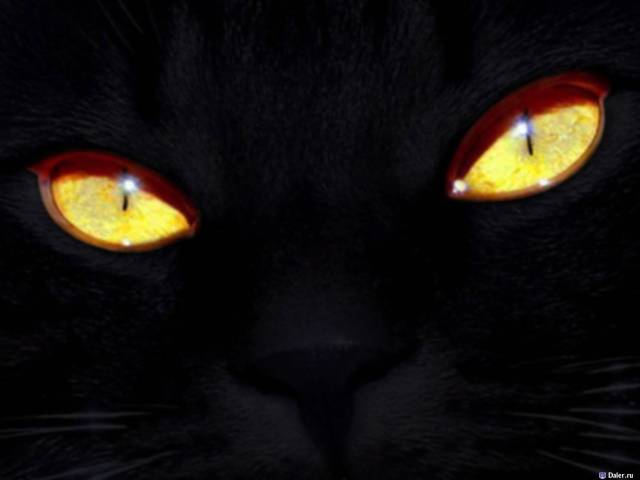 Что сделать с глазами, чтобы, как кошка, видеть в темноте? 02