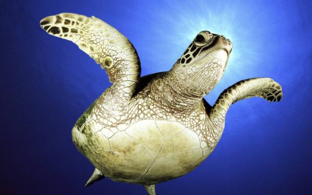 Сколько лет живут морские черепахи? 05