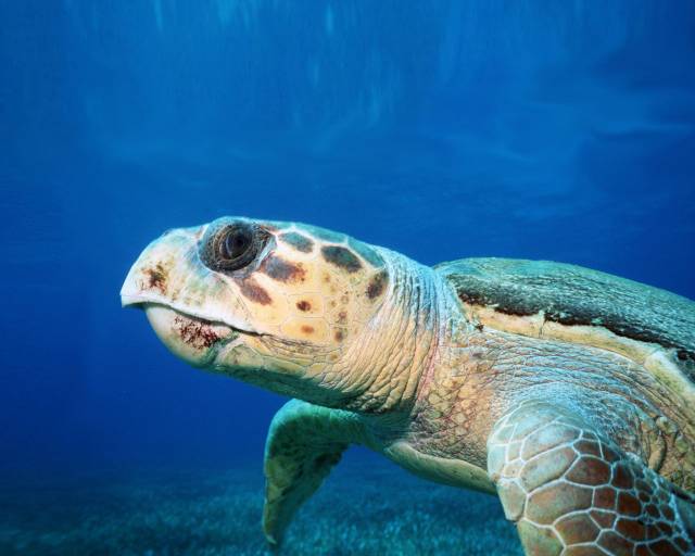 Сколько лет живут морские черепахи? 03