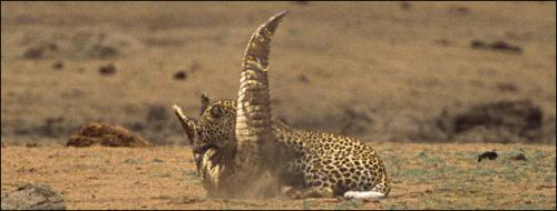 Битва леопарда и крокодила 05