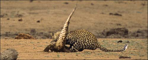 Битва леопарда и крокодила 06